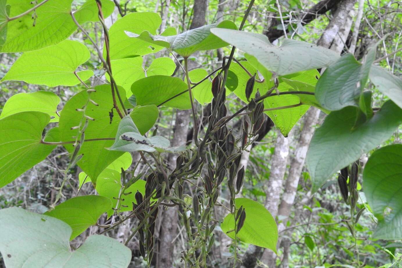 Dioscorea carpomaculata O. Téllez & B. G. Schub. resmi