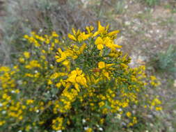 Image of Genista triacanthos Brot.