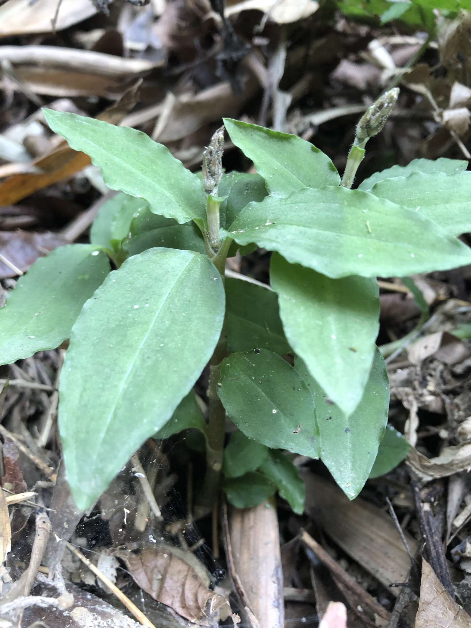 Image of Zeuxine parvifolia (Ridl.) Seidenf.