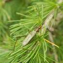 Image of Tamarack Tree Cricket