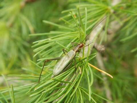 Image of Tamarack Tree Cricket