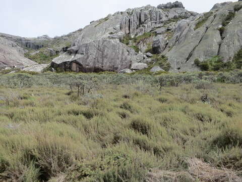 Panicum cupressifolium A. Camus的圖片