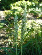 Plancia ëd Sesleria alba Sm.