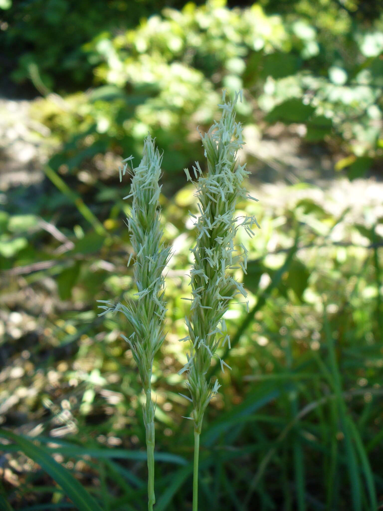 Plancia ëd Sesleria alba Sm.