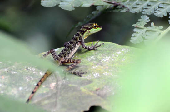 Sivun Anolis ventrimaculatus Boulenger 1911 kuva