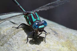 Image of Erpetogomphus sabaleticus Williamson 1918