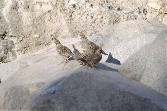 Image of Elegant Quail