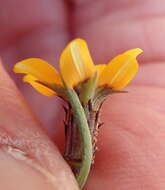 Image of Gazania tenuifolia Less.