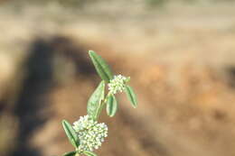 Imagem de <i>Limeum <i>argute-carinatum</i></i> var. argute-carinatum