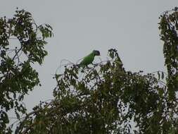Image of Senegal Parrot