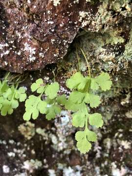 Sivun Cryptogramma stelleri (Gmel.) Prantl kuva