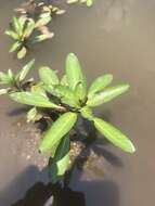 Image of Creeping ludwigia