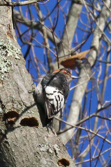 Image of Red-headed Woodpecker