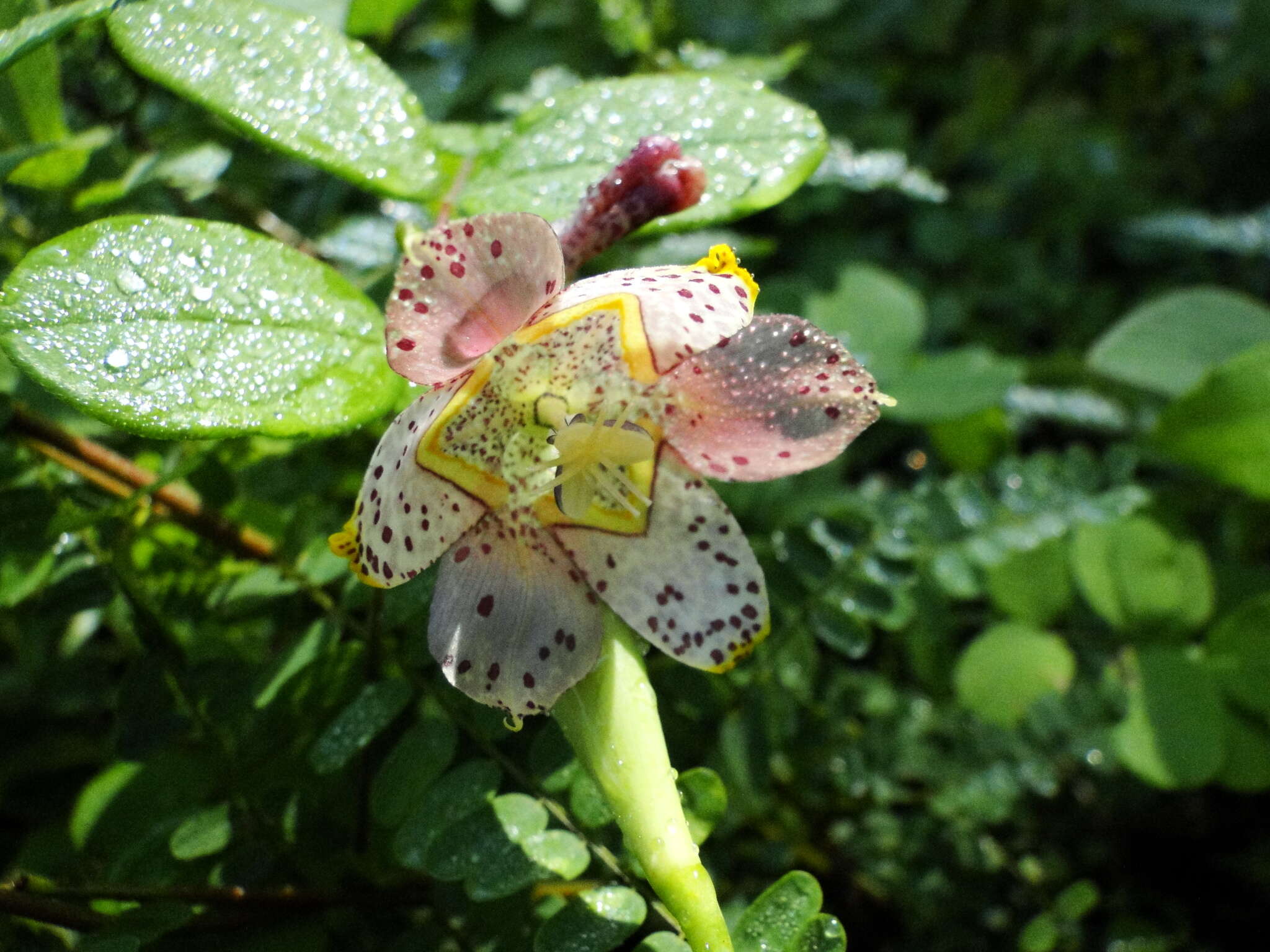 Tigridia meleagris (Lindl.) G. Nicholson的圖片