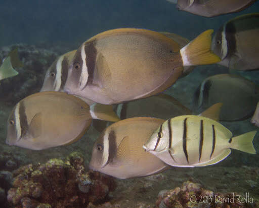 Image of Head-band Surgeonfish