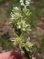 Image of Albuca virens subsp. virens