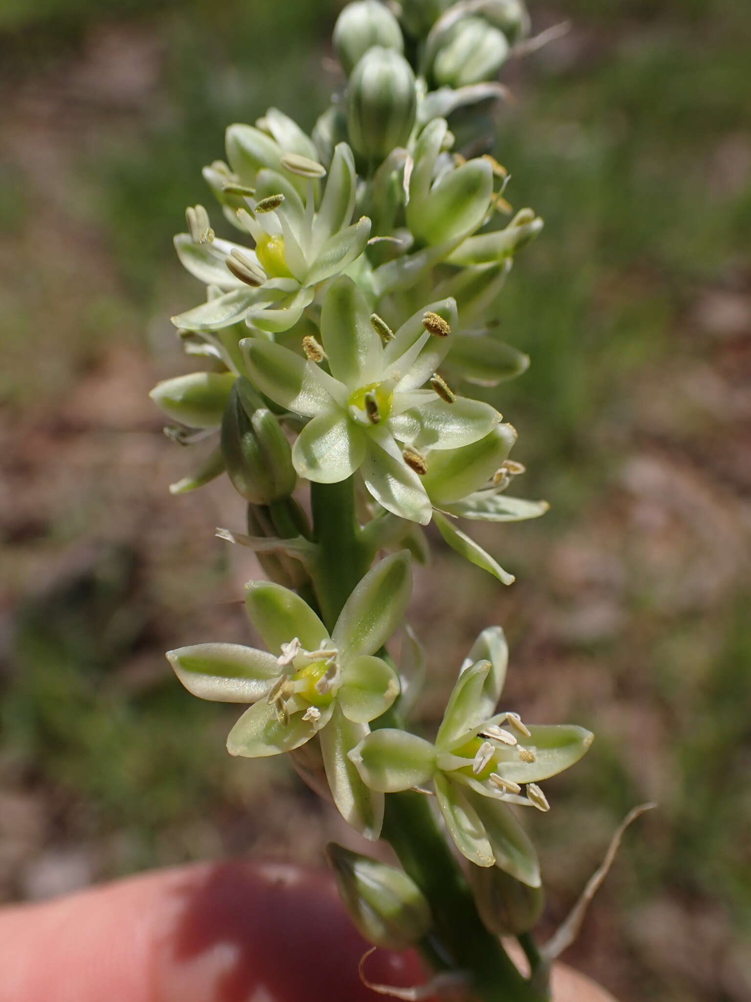 Image of Albuca virens subsp. virens