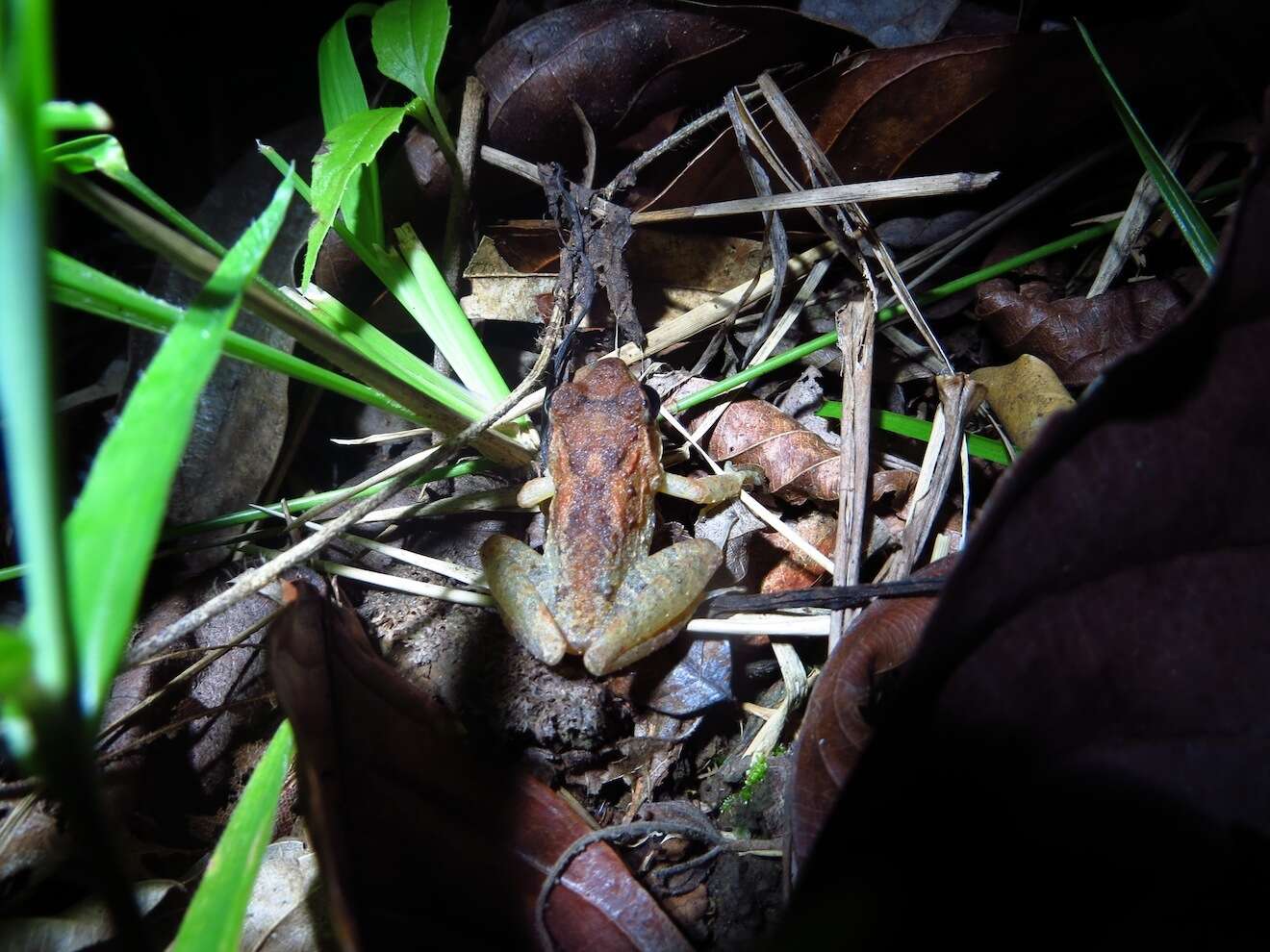 Image of Fitzinger's Robber Frog