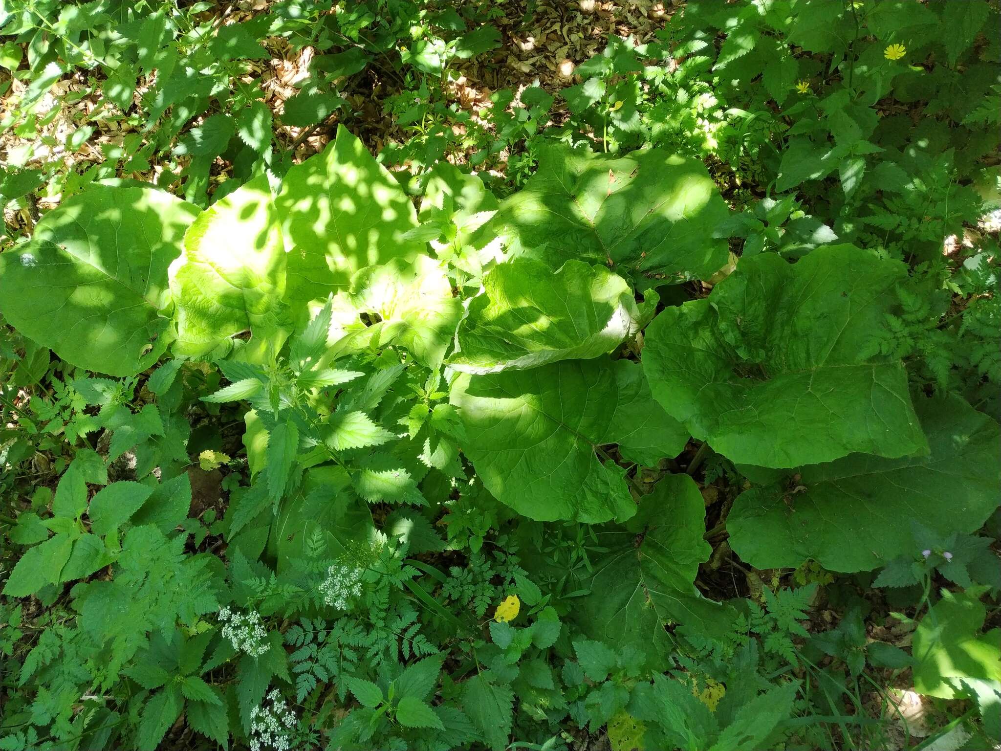 Image of Arctium nemorosum Lej.