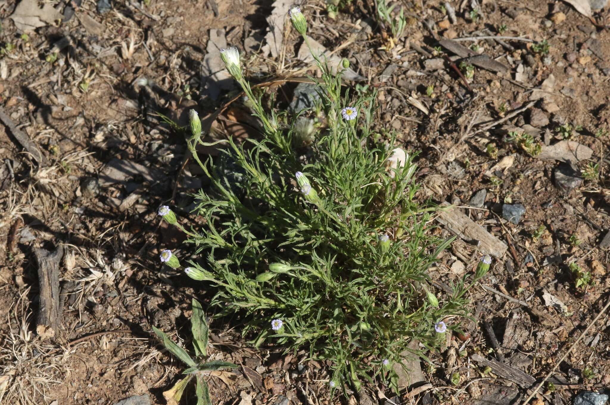 Image of Vittadinia muelleri N. T. Burbidge