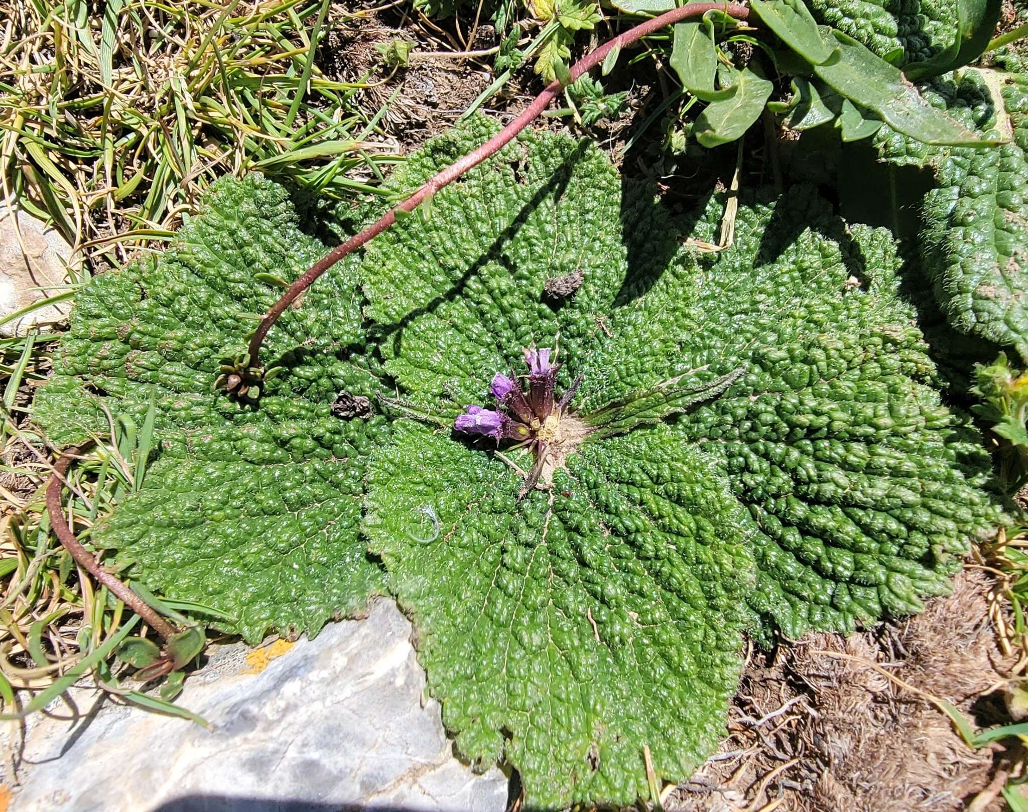 صورة Phlomoides rotata (Benth. ex Hook. fil.) Mathiesen