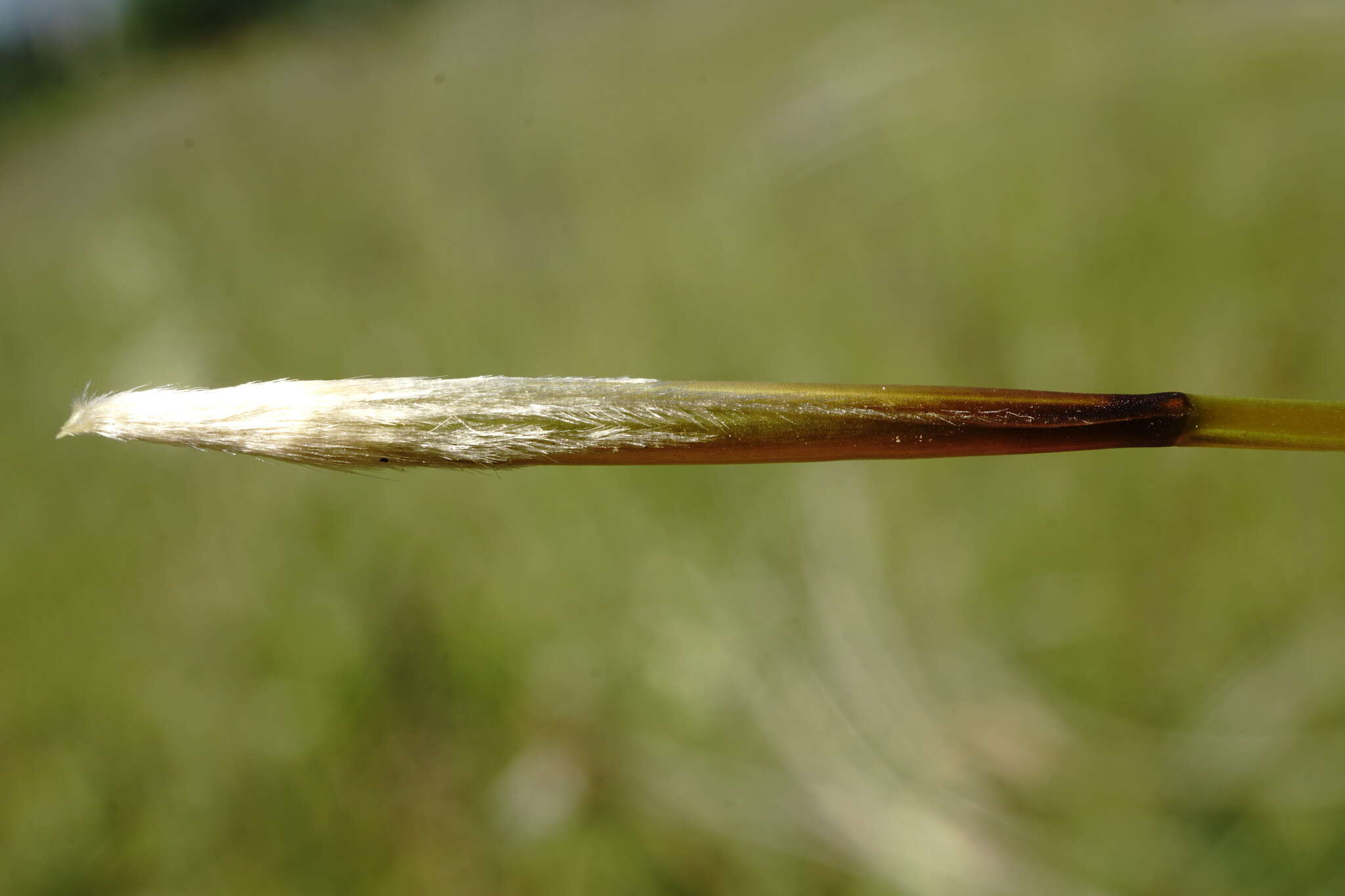 Plancia ëd Stipa pontica P. A. Smirn.