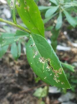 Image of roundleaf goldenrod