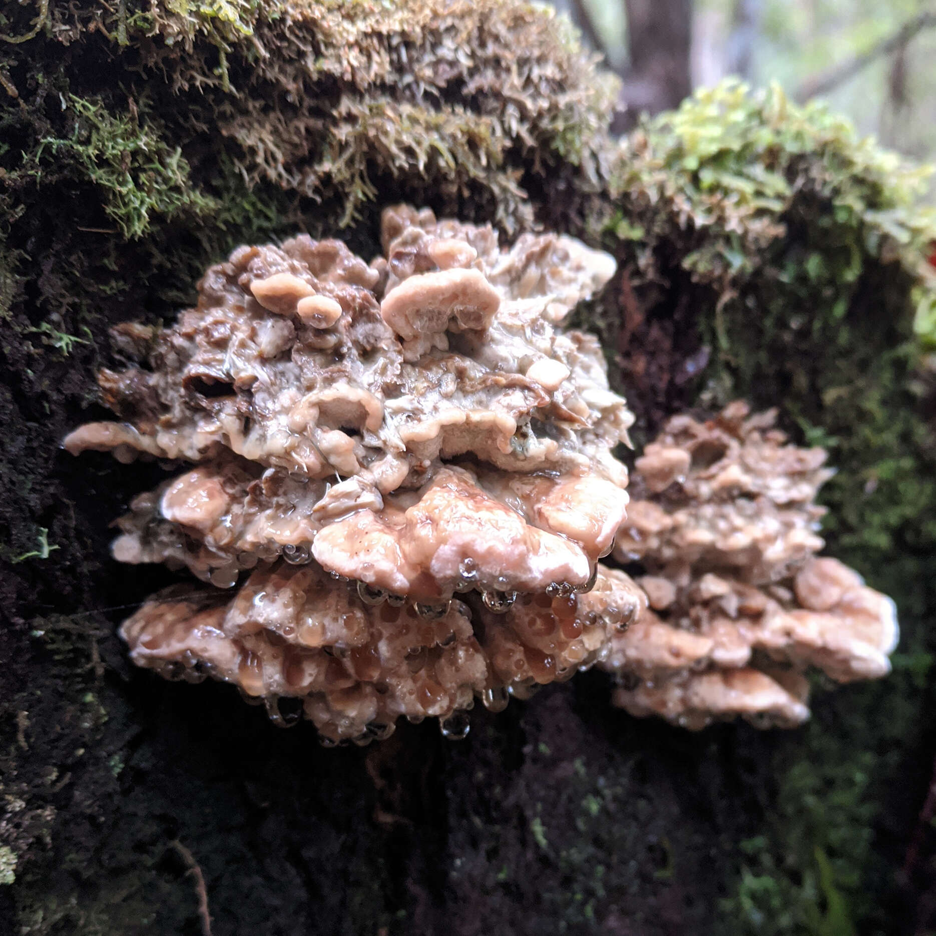 Image of Postia punctata Rajchenb. & P. K. Buchanan 1996