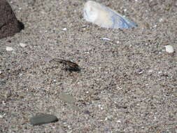 Image of Cicindela (Cicindela) hirticollis rhodensis Calder 1916