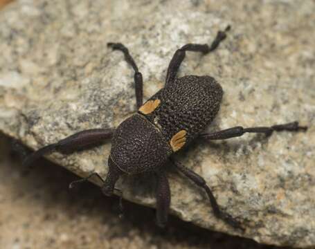 Image of Bark weevil