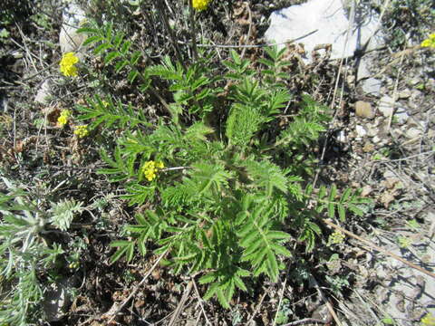 Image of Potentilla tanacetifolia