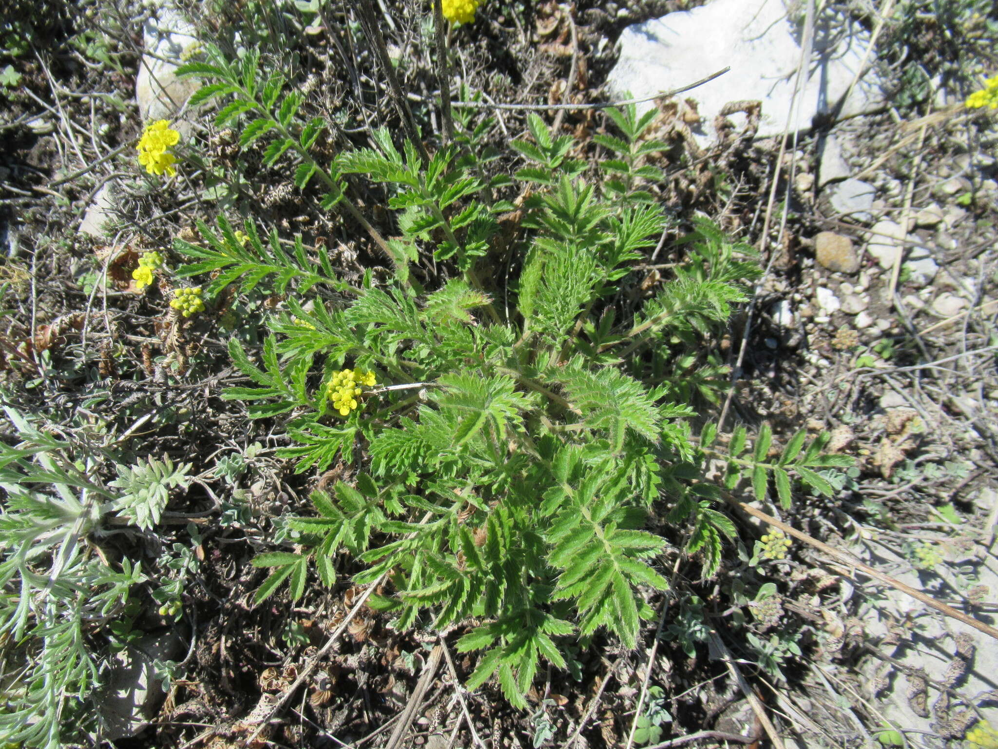 Image of Potentilla tanacetifolia