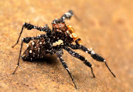 Image of Longleg Dandy Jumping Spider