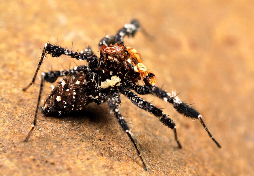 Image of Longleg Dandy Jumping Spider