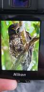 Image of Morepork