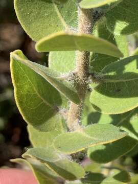 Image of whitehair manzanita