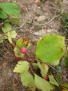 Crataegus holmesiana Ashe resmi