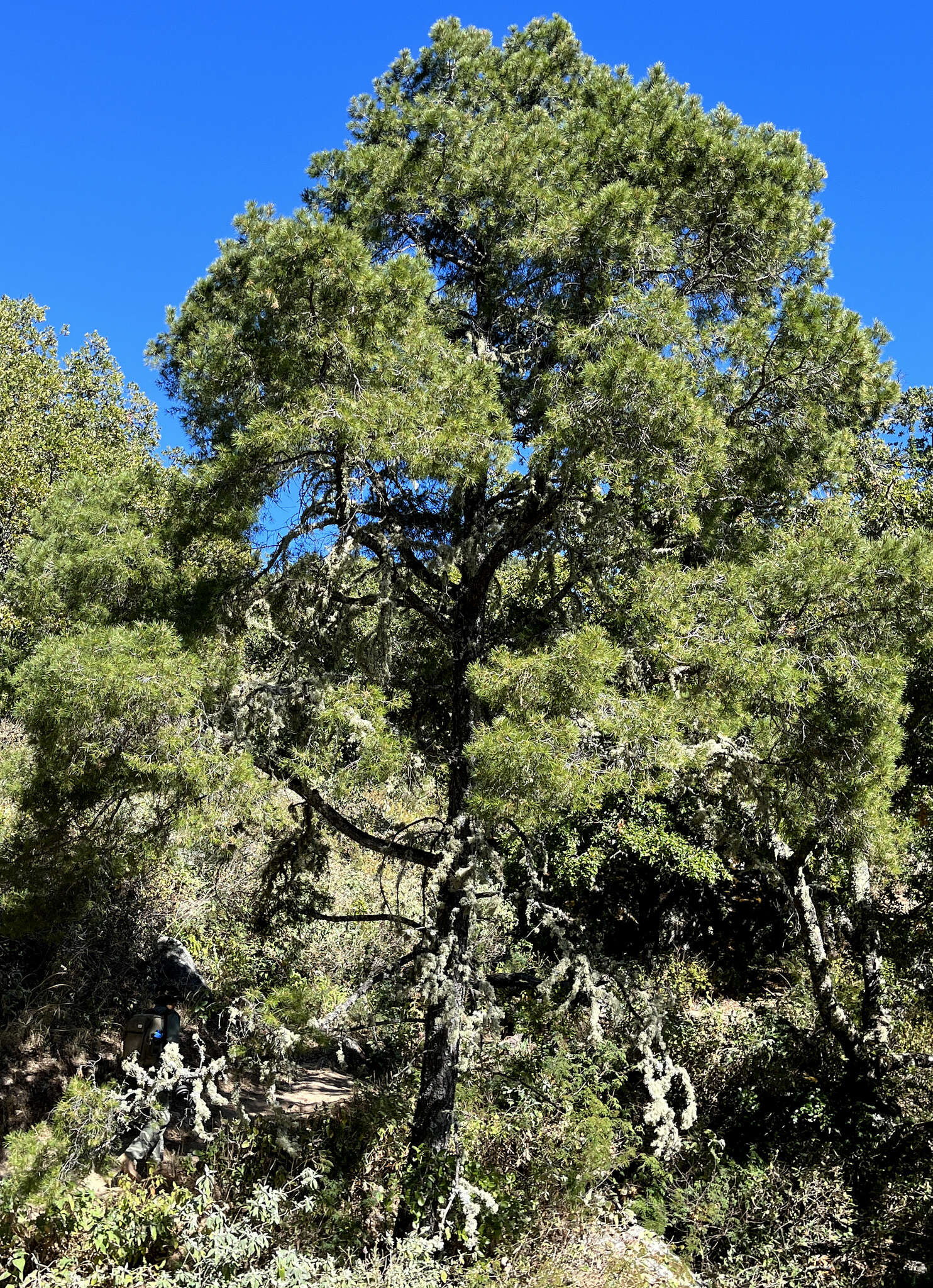 Pinus cembroides subsp. lagunae (Rob.-Pass.) D. K. Bailey resmi