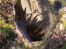 Image of Red pencil urchin