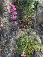 Image of Kern County larkspur