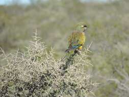 صورة Cyanoliseus Bonaparte 1854