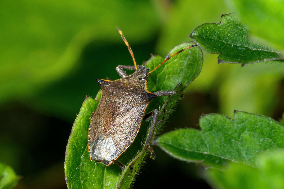 Picromerus nigridens (Fabricius 1803) resmi