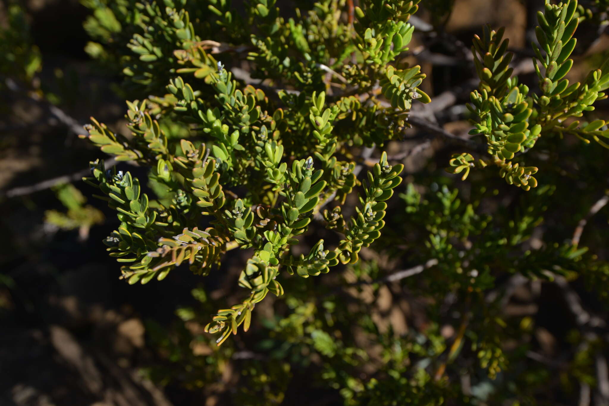 Image of New Caledonia retrophyllum