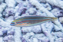 Image of Blue-ribbon wrasse