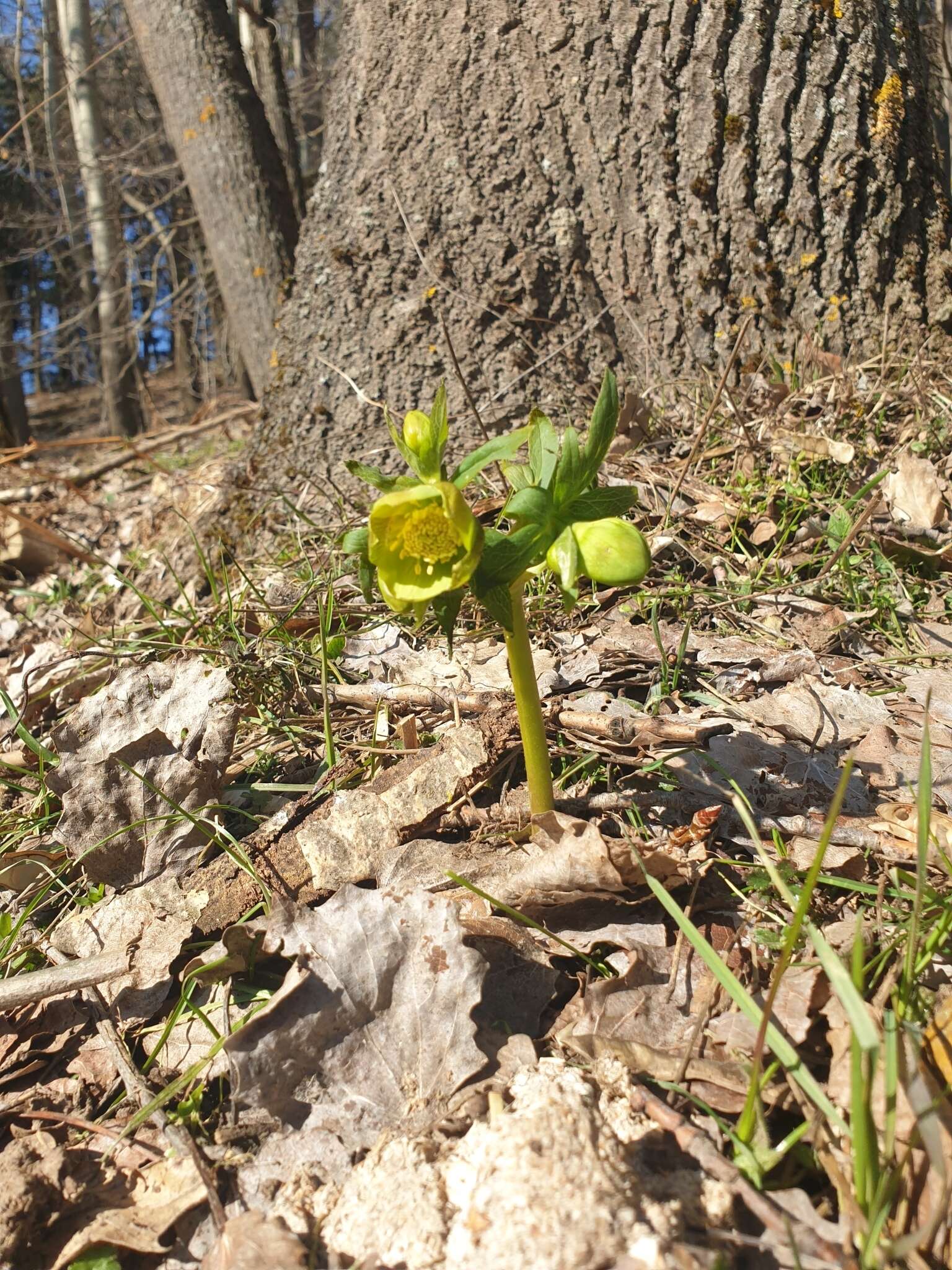 Image of Helleborus odorus subsp. cyclophyllus (A. Braun) Strid