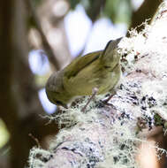 Image of Hawaii Creeper