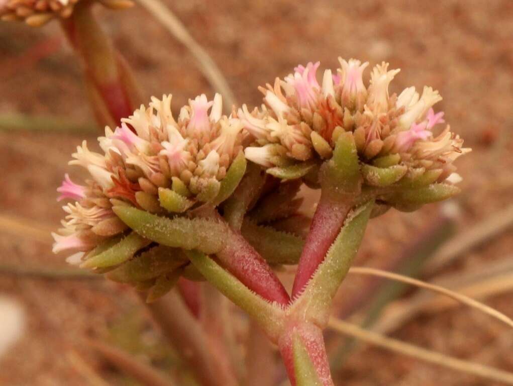 Image of Crassula subulata L.