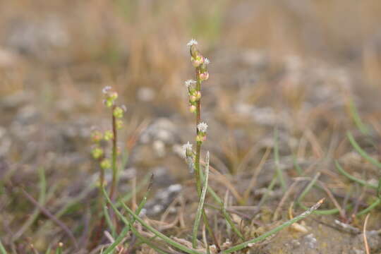 Image of Gaspe Peninsula Arrow-Grass