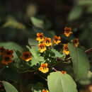Image of Tropaeolum ciliatum subsp. septentrionale B. Sparre