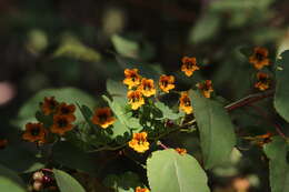 Image of Tropaeolum ciliatum subsp. septentrionale B. Sparre